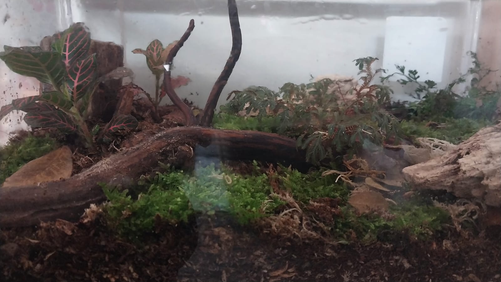  terrarium tampak dari depan
